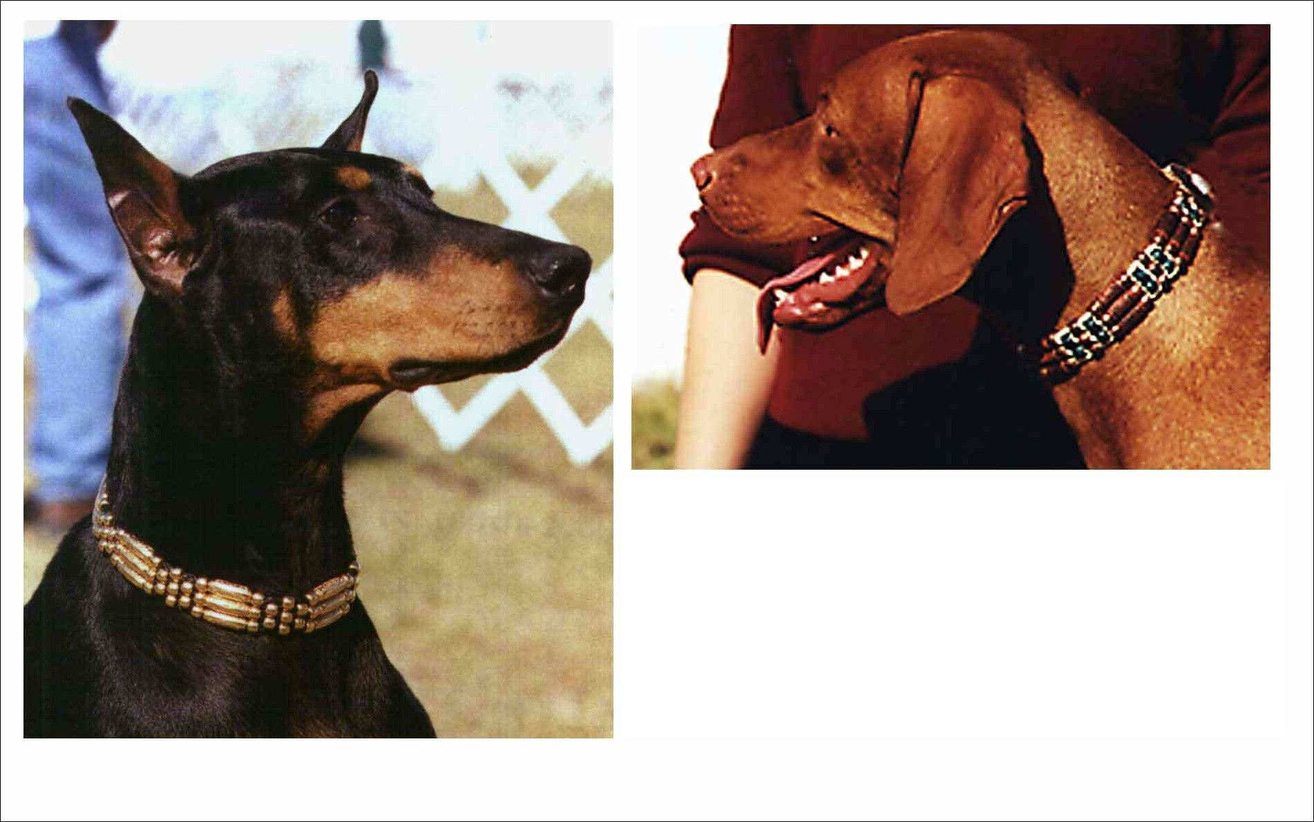 DOGCLLRS.jpg